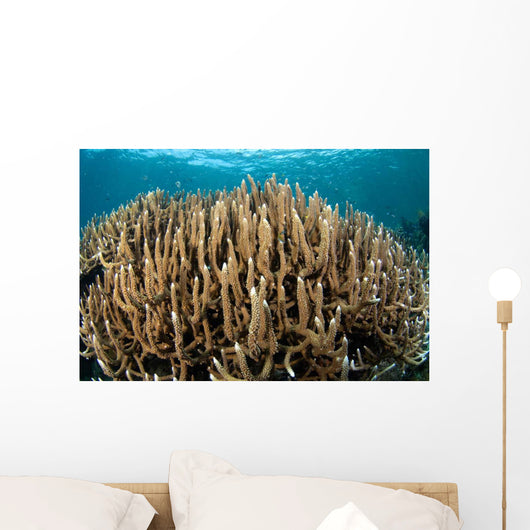 Hard Coral Garden Komodo Wall Decal Design 2