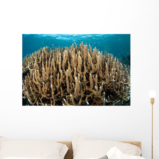Hard Coral Garden Komodo Wall Decal Design 2