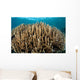 Hard Coral Garden Komodo Wall Decal Design 2