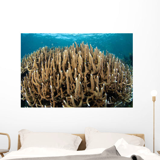 Hard Coral Garden Komodo Wall Decal Design 2