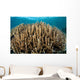 Hard Coral Garden Komodo Wall Decal Design 2