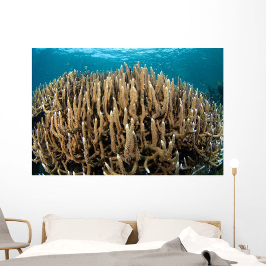 Hard Coral Garden Komodo Wall Decal Design 2