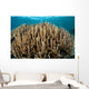 Hard Coral Garden Komodo Wall Decal Design 2