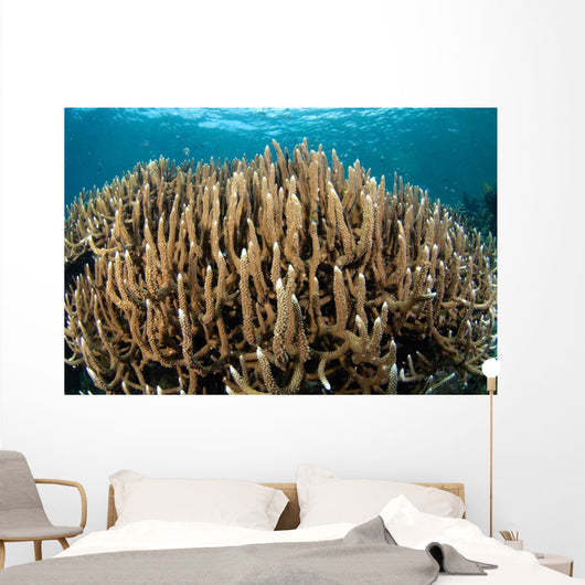 Hard Coral Garden Komodo Wall Decal Design 2
