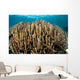 Hard Coral Garden Komodo Wall Decal Design 2