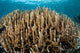 Hard Coral Garden Komodo Wall Decal Design 2