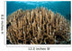 Hard Coral Garden Komodo Wall Decal Design 2