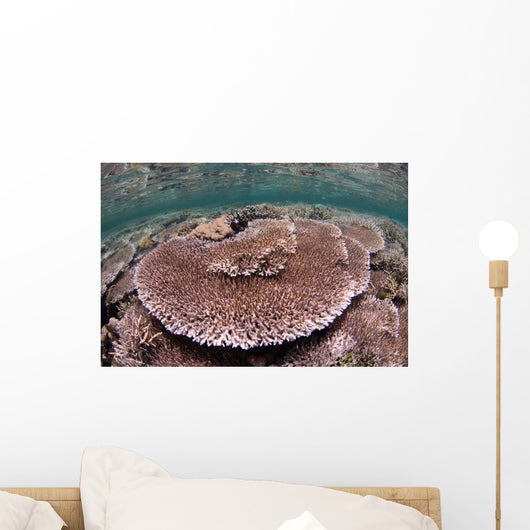 Hard Coral Garden Komodo Wall Decal Design 1
