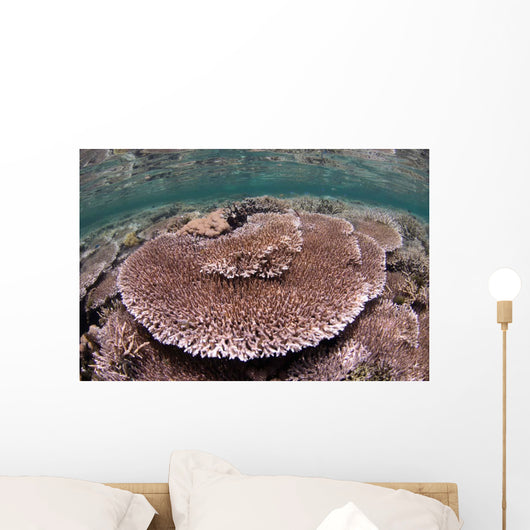 Hard Coral Garden Komodo Wall Decal Design 1
