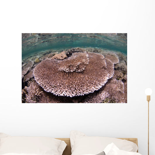 Hard Coral Garden Komodo Wall Decal Design 1