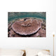 Hard Coral Garden Komodo Wall Decal Design 1