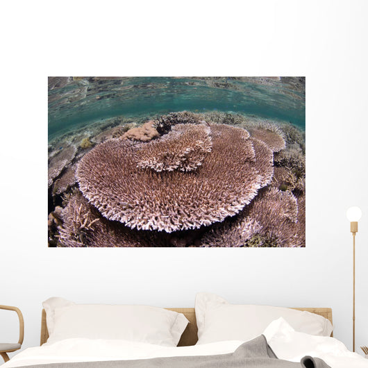 Hard Coral Garden Komodo Wall Decal Design 1