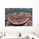 Hard Coral Garden Komodo Wall Decal Design 1