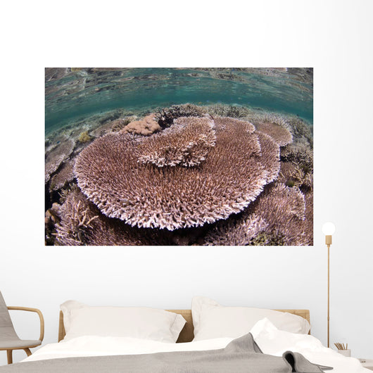 Hard Coral Garden Komodo Wall Decal Design 1