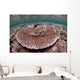 Hard Coral Garden Komodo Wall Decal Design 1