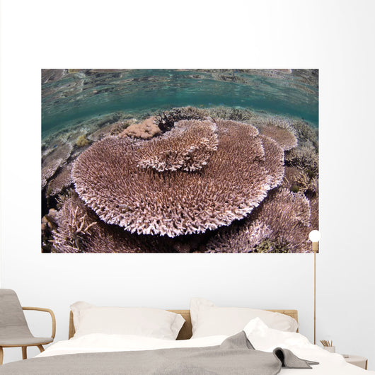 Hard Coral Garden Komodo Wall Decal Design 1