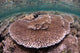 Hard Coral Garden Komodo Wall Decal Design 1