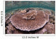 Hard Coral Garden Komodo Wall Decal Design 1