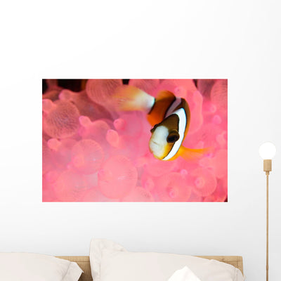 Clark's Anemonefish Pink Bubble Wall Decal shown on a wall