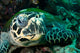 Hawksbill Sea Turtle Komodo Wall Decal