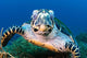 Hawksbill Sea Turtle Portrait Wall Decal Design 3