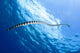 Banded Sea Snake Rises Wall Decal