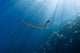 Chinese Sea Snake Banda Wall Decal Design 2