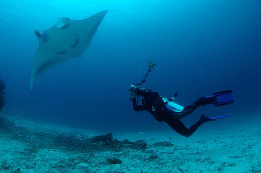 Photographer Taking Picture Manta Wall Decal