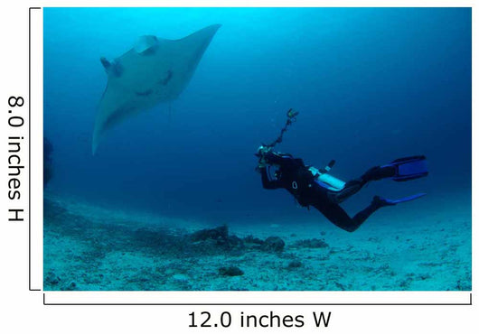 Photographer Taking Picture Manta Wall Decal