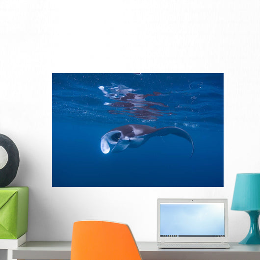 Juvenile Manta Ray Feeding Wall Decal Design 3