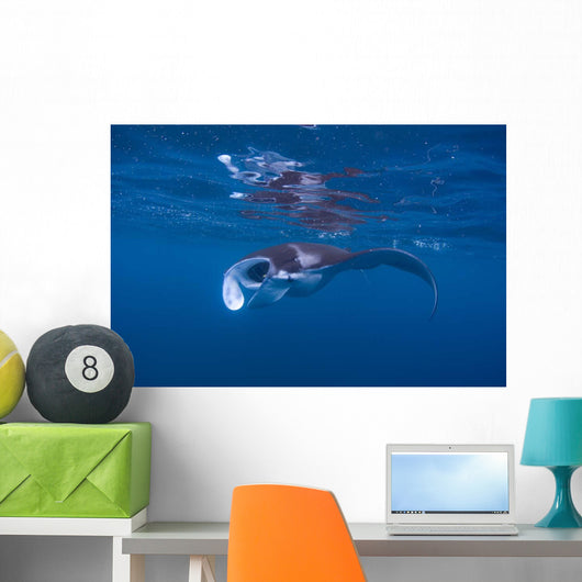 Juvenile Manta Ray Feeding Wall Decal Design 3