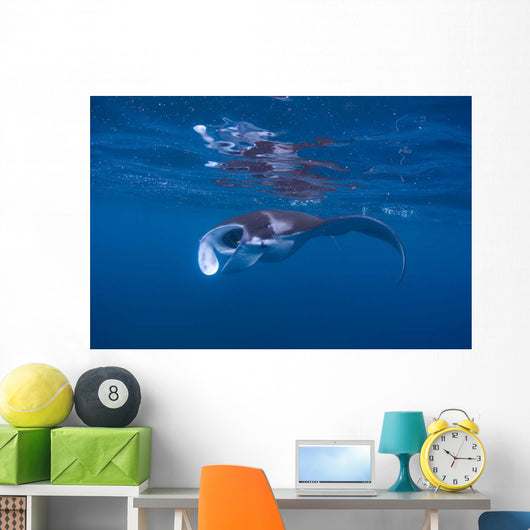 Juvenile Manta Ray Feeding Wall Decal Design 3