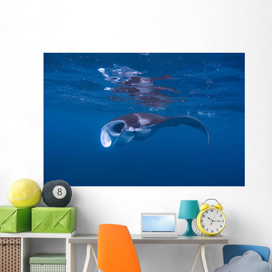 Juvenile Manta Ray Feeding Wall Decal Design 3