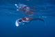 Juvenile Manta Ray Feeding Wall Decal Design 3