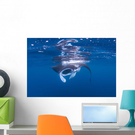 Juvenile Manta Ray Feeding Wall Decal Design 2