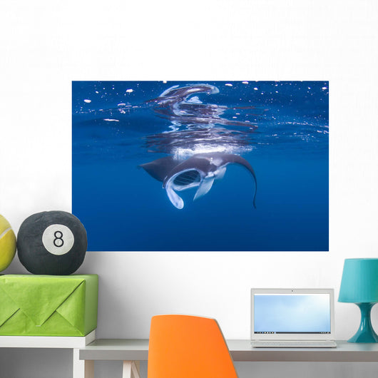 Juvenile Manta Ray Feeding Wall Decal Design 2