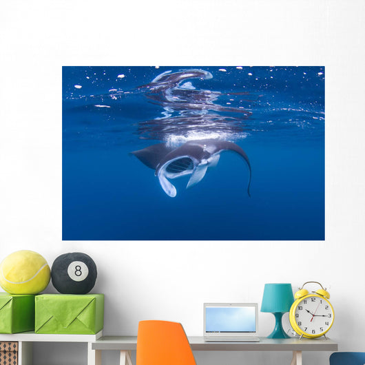 Juvenile Manta Ray Feeding Wall Decal Design 2