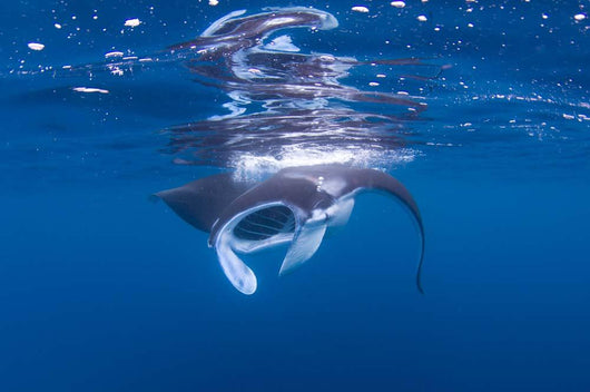 Juvenile Manta Ray Feeding Wall Decal Design 2