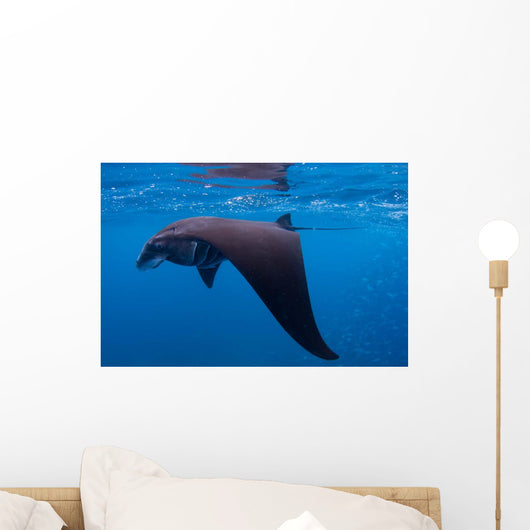 Juvenile Manta Ray Feeding Wall Decal Design 1