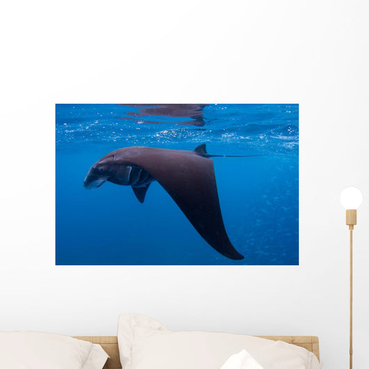 Juvenile Manta Ray Feeding Wall Decal Design 1