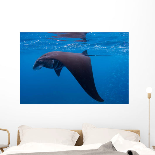 Juvenile Manta Ray Feeding Wall Decal Design 1