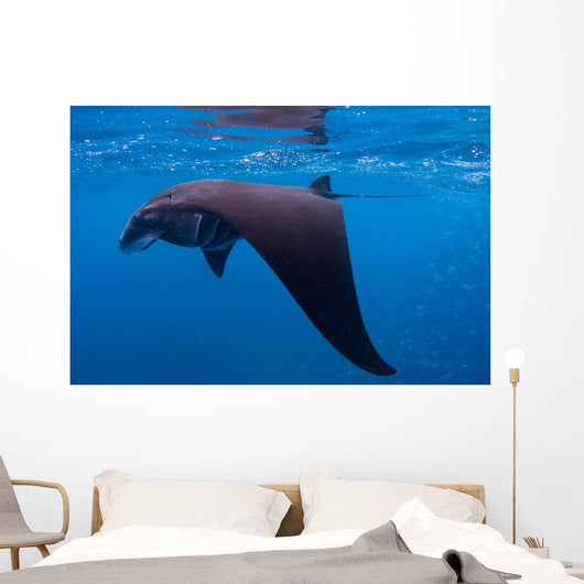 Juvenile Manta Ray Feeding Wall Decal Design 1