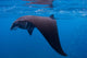 Juvenile Manta Ray Feeding Wall Decal Design 1