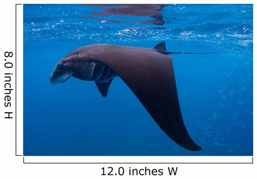 Juvenile Manta Ray Feeding Wall Decal Design 1