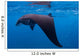 Juvenile Manta Ray Feeding Wall Decal Design 1