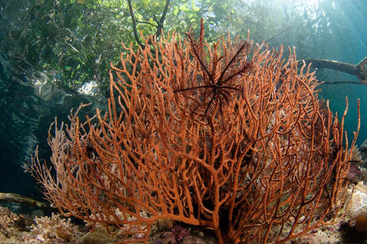 Sea Fan Grows under Wall Decal Design 1