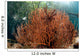 Sea Fan Grows under Wall Decal Design 1