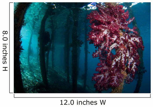 Soft Coral Growing Pilings Wall Decal Design 3