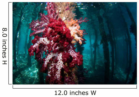 Soft Coral Growing Pilings Wall Decal Design 2