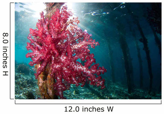 Soft Coral Growing Pilings Wall Decal Design 1